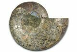 Cut & Polished Ammonite Fossil (Half) - Madagascar #336645-1